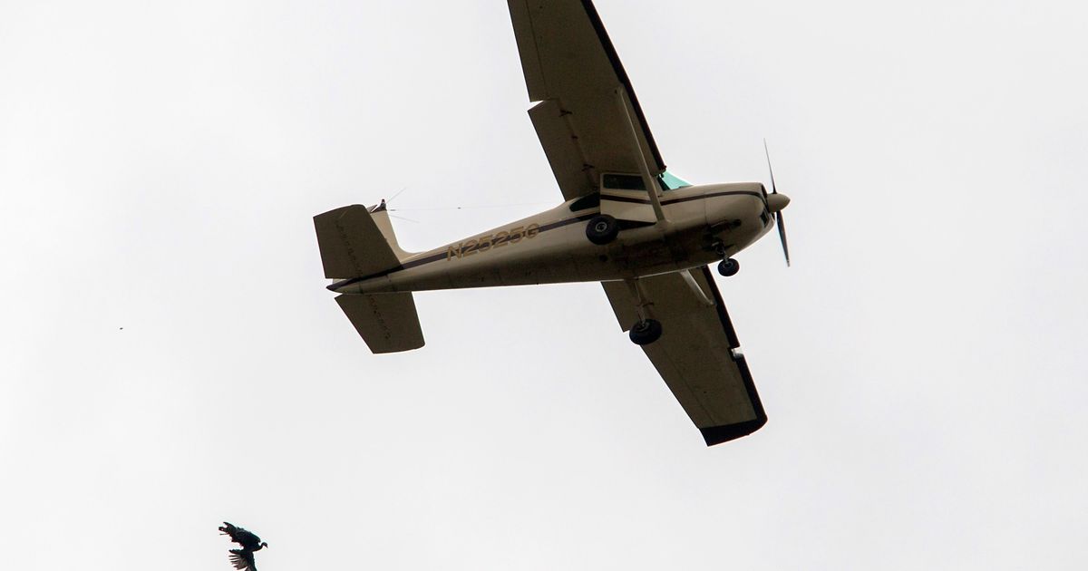 Dropping turkeys from planes triggers Arkansas festival flap The