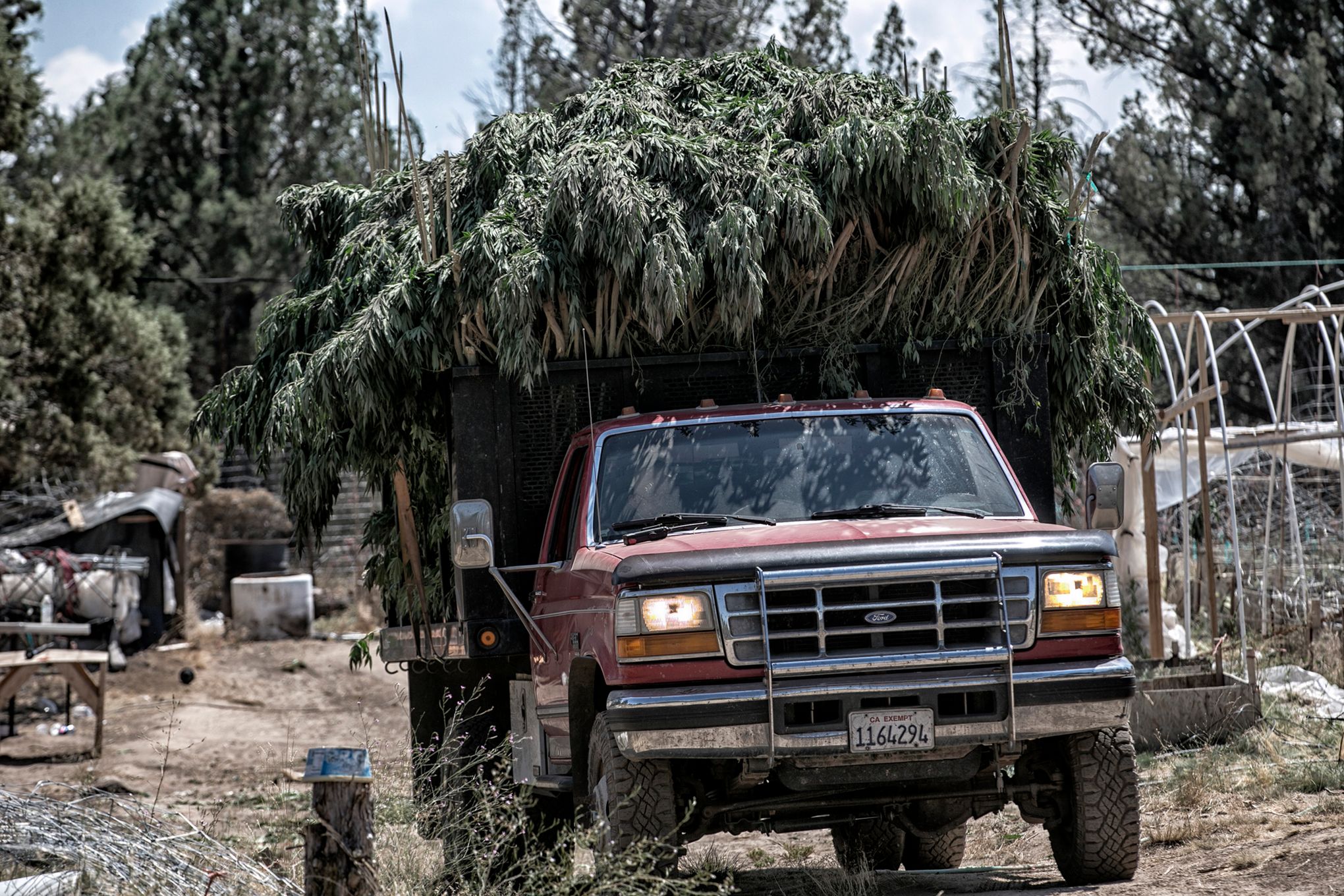 California cops to auction off bongs seized from cannabis shops