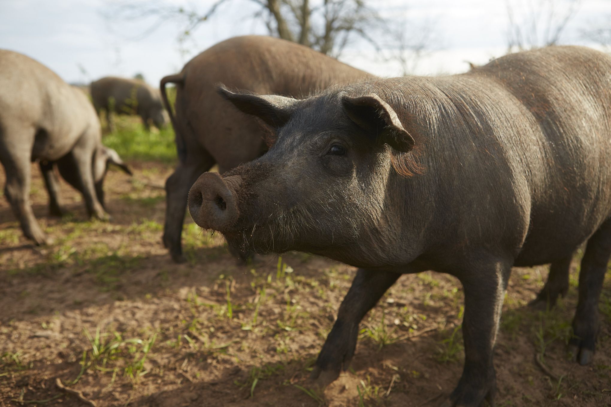 Happy Holidays from John Pork, John Pork / John Pork Is Calling