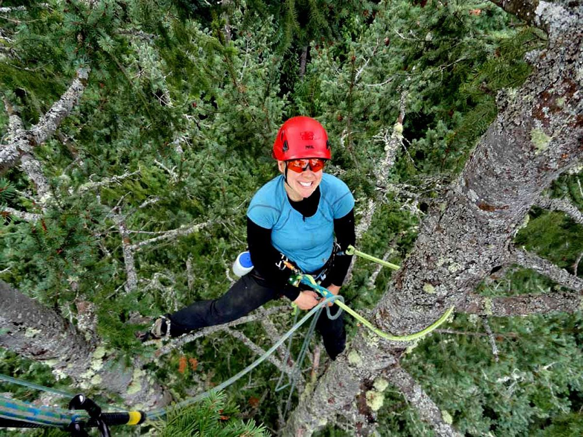 Arborist Katy Bigelow s cool job climbing trees and sometimes