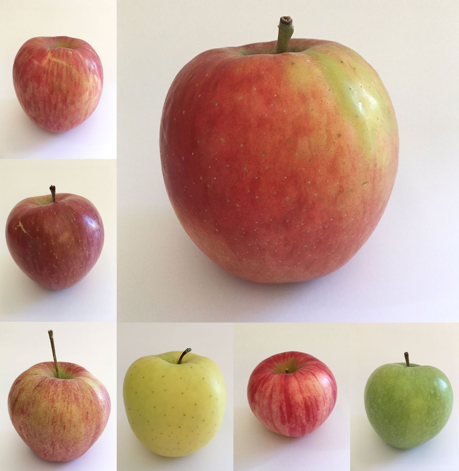 Tasting guide helps consumers navigate apple flavors