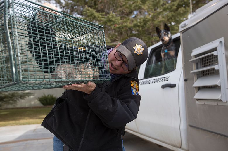 10,000 square miles. Many animals. 1 animal control officer. | The Seattle  Times