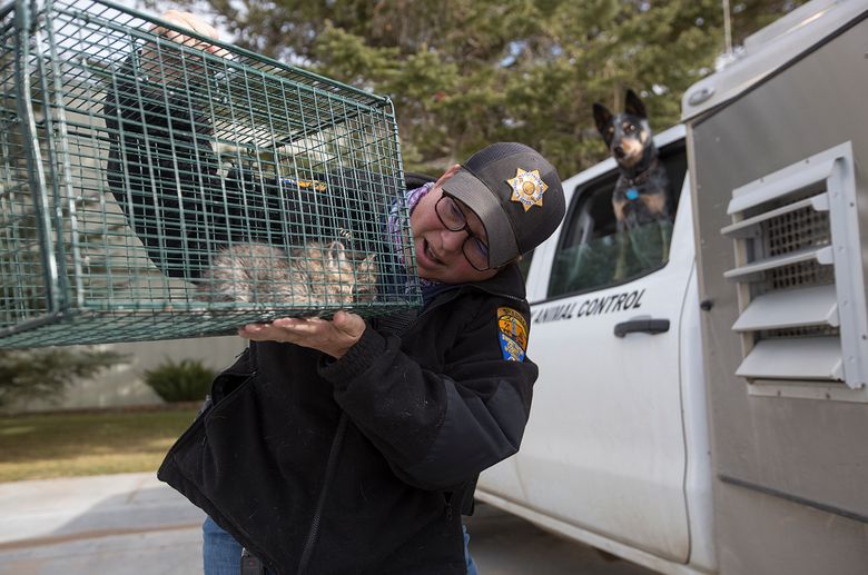 10,000 square miles. Many animals. 1 animal control officer. | The Seattle Times 10,000 square miles. Many animals. 1 animal control officer. | The Seattle Times