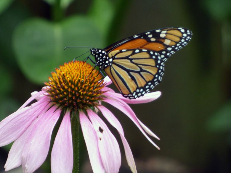 Researchers are using the world's largest butterfly collection to learn  about and help protect these fragile insects - News - University of Florida