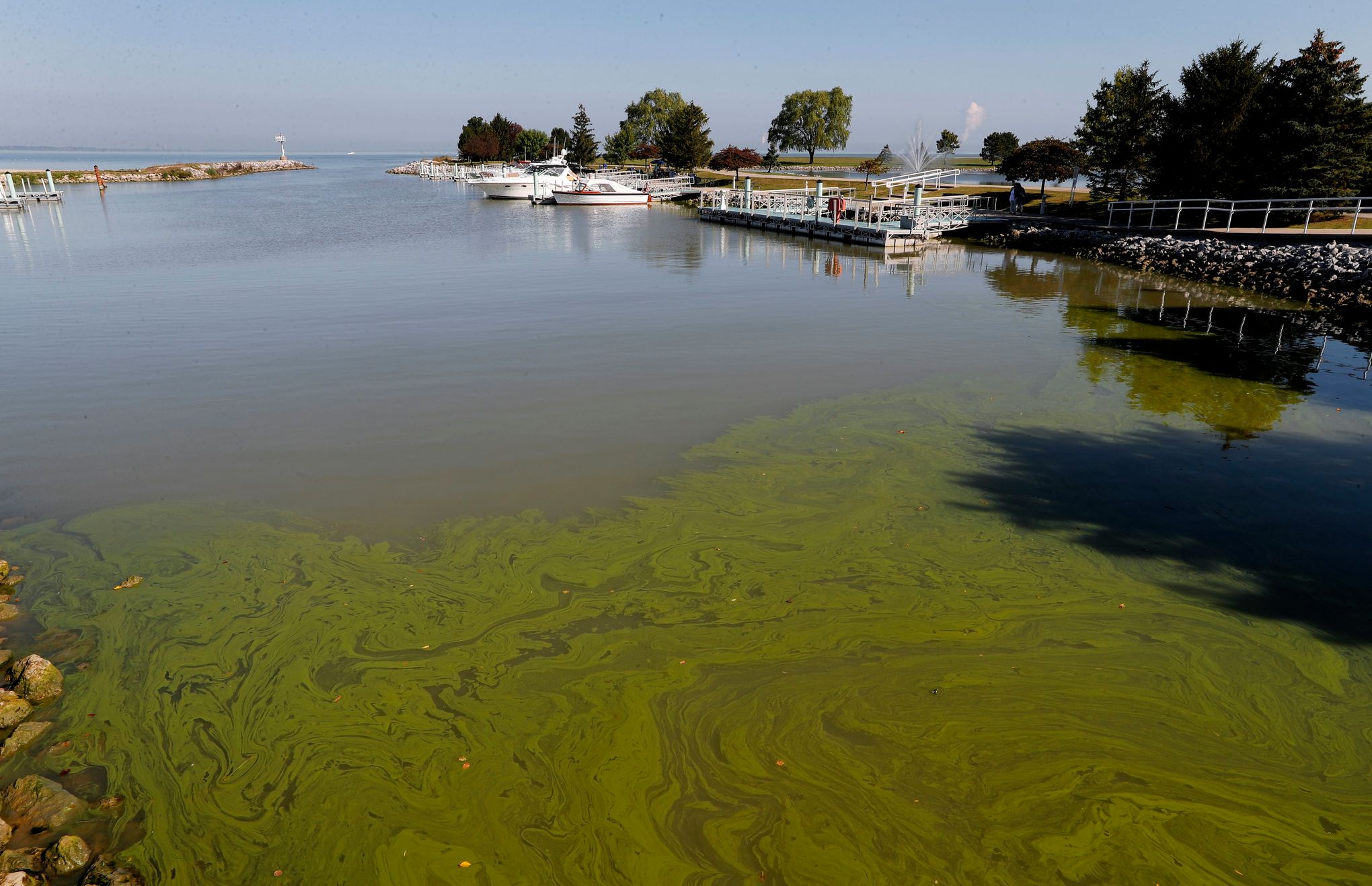 Miles of Algae Covering Lake Erie - The New York Times