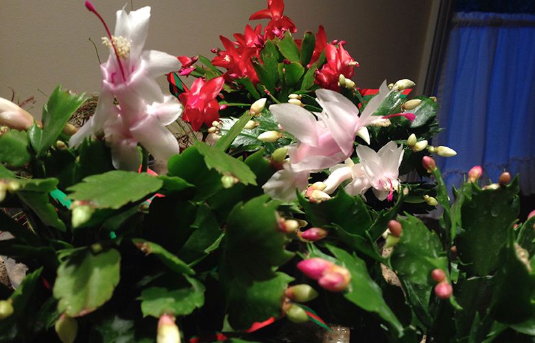 How to encourage your Christmas cactus to bloom for the holidays The