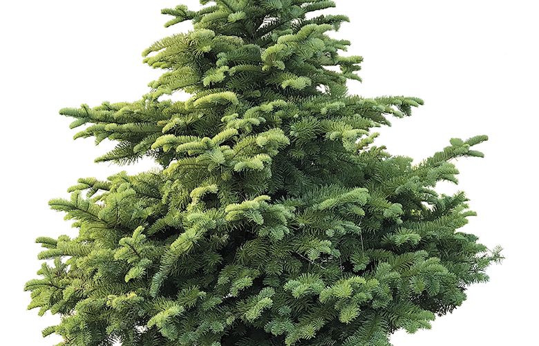 How to plant a living Christmas tree that’ll last for many holidays