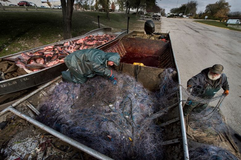 asion carp fishing nets Fishermen cast their nets for Asian carp on Illinois River