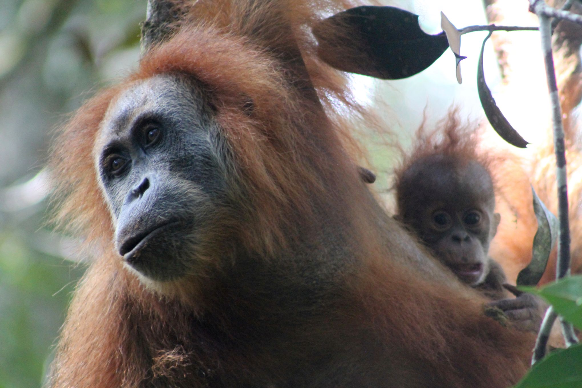 sumatra orangutan vs bornean orangutan