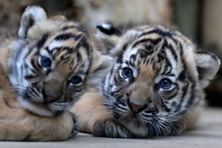 These newborn Malayan tiger cubs are the cutest thing you'll see today