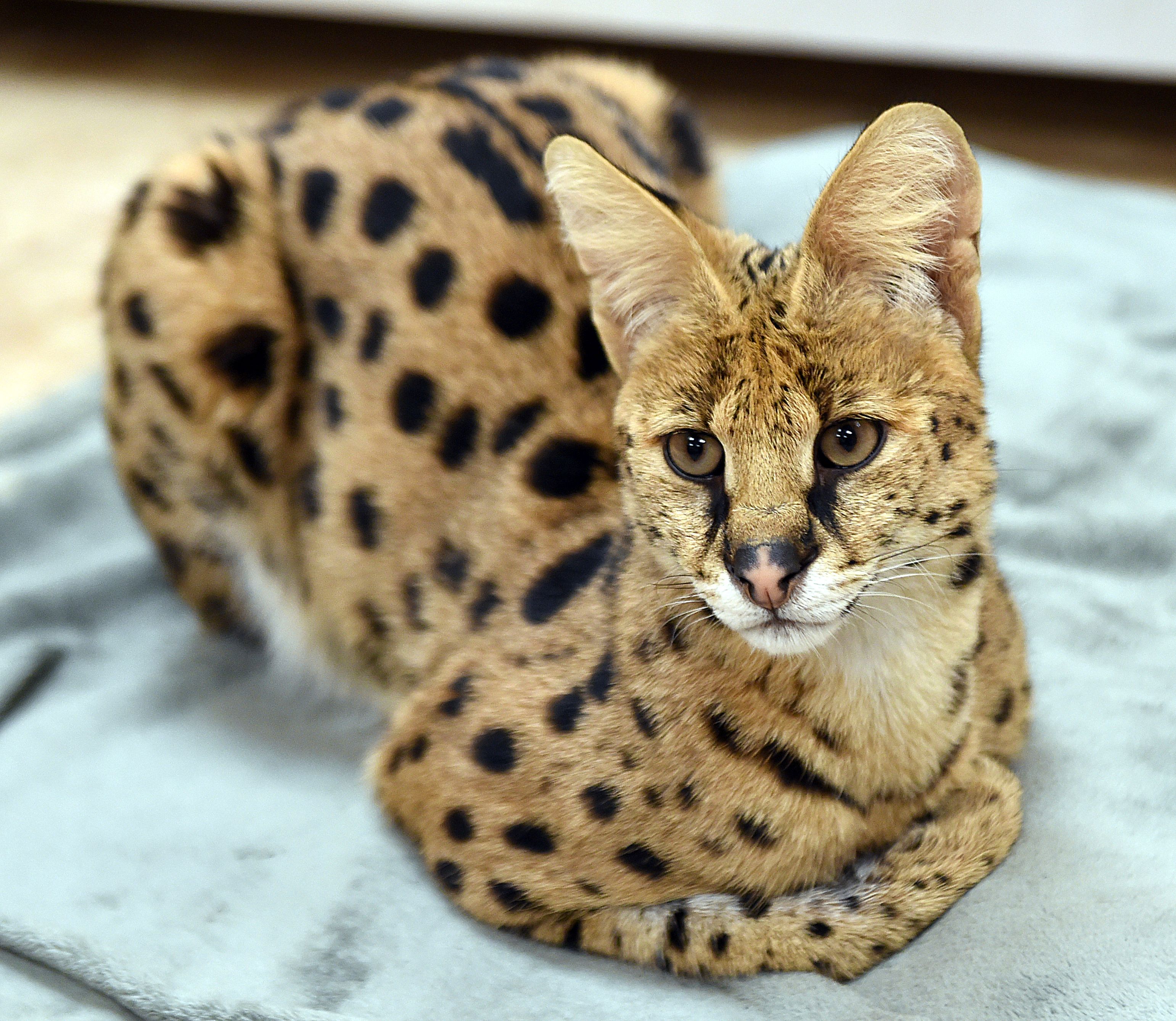 Serval store cat rescue