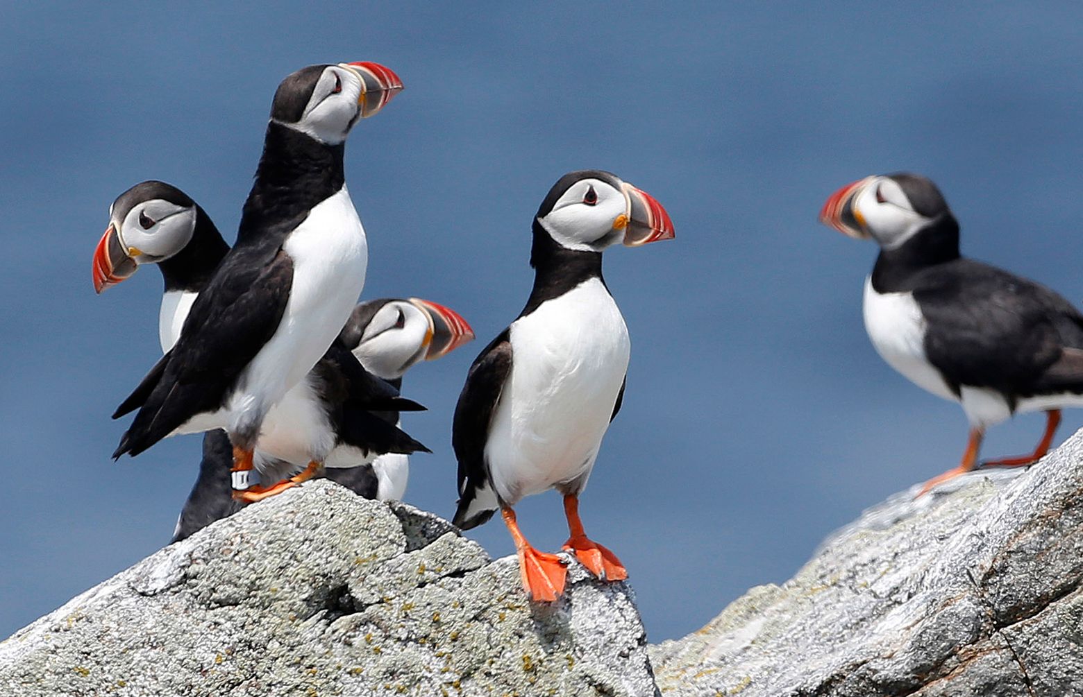 baby puffins