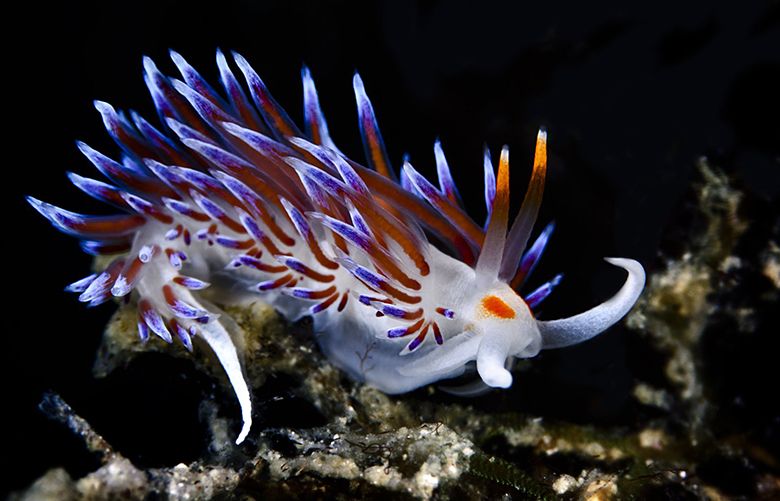 In an undated handout photo, the sea slug Cratena peregrina. The sea slug practices “kleptopredation,” which means it prefers to prey on organisms that have themselves just eaten. (Gabriella Luongo via The New York Times) (The New York Times) — NO SALES; FOR EDITORIAL USE ONLY WITH SEA SLUGS EATING BY  STEPH YIN  FOR NOV. 2, 2017. ALL OTHER USE PROHIBITED. —