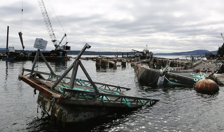 Everything was askew Aug. 30 after the net-pen failure at Cooke Aquaculture’s Atlantic salmon fish farm off Cypress Island.  (Alan Berner/The Seattle Times)