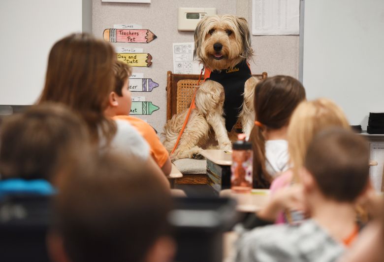 should therapy dogs be allowed in schools