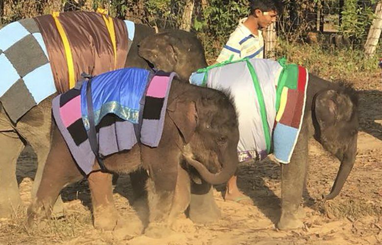 An undated handout photo of young orphaned elephants in Myanmar wearing blankets during a cold spell. The blankets come from Blankets for Baby Rhinos, a wildlife conservation craft group founded in 2016, that has volunteer crocheters and knitters scattered around the world, knitting for baby and orphaned wildlife like rhinos, elephants and monkeys. (Save Elephant Foundation via The New York Times) 