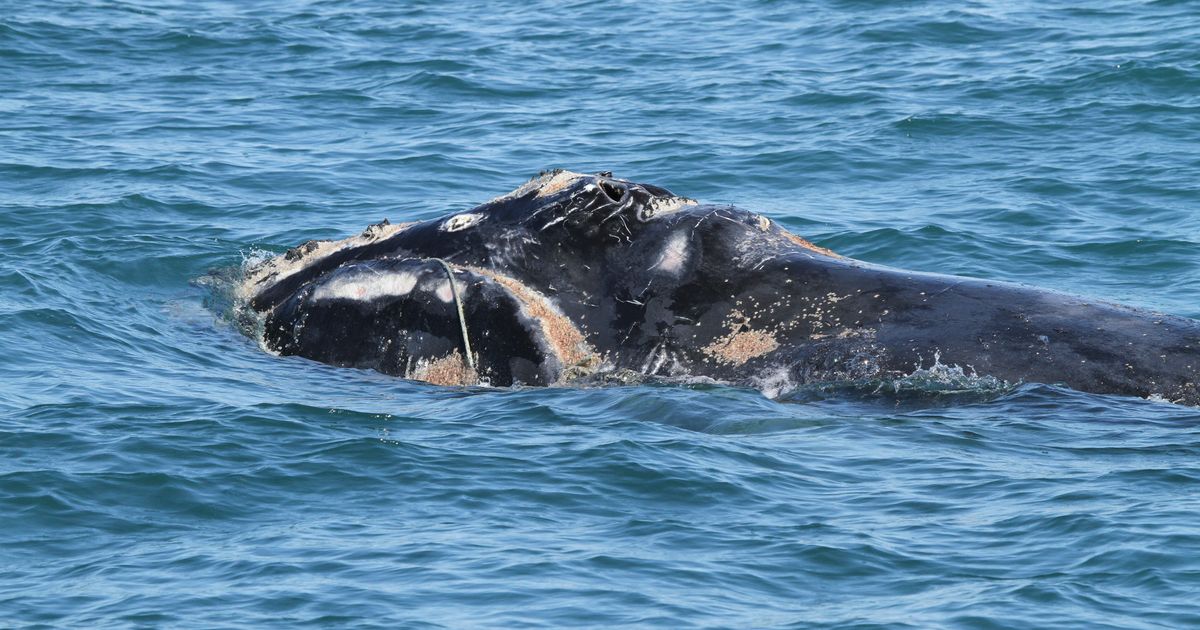 Dead whale that beached itself in Maine goes missing after storm