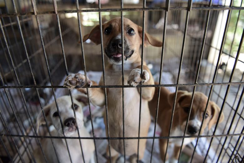 Abandoned pets swamp shelters in post-hurricane Puerto Rico | The Seattle Times Abandoned pets swamp shelters in post-hurricane Puerto Rico | The Seattle Times
