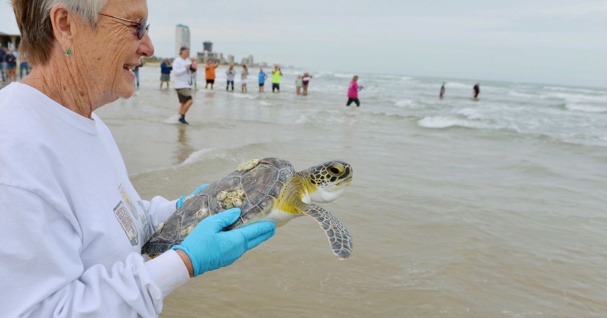 Sea turtles shocked by cold returned to Gulf of Mexico | The Seattle Times