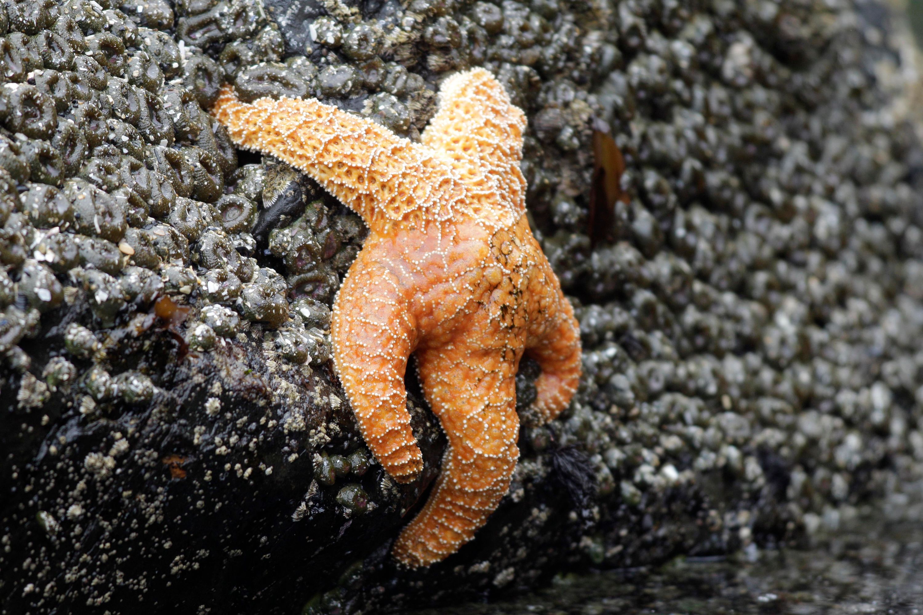 Starfish making West Coast comeback after syndrome killed millions