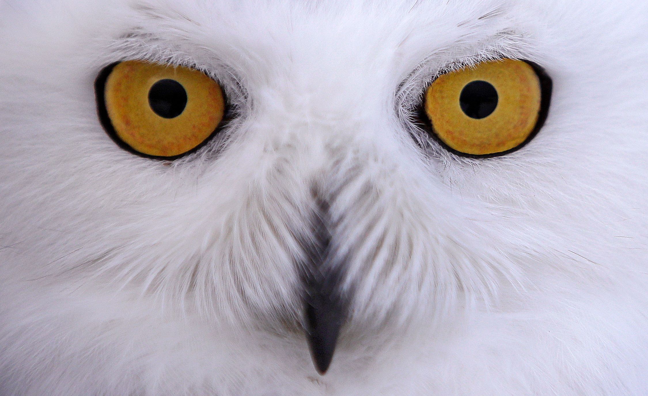 Snowy owls are making rare appearances in southern Delaware | The