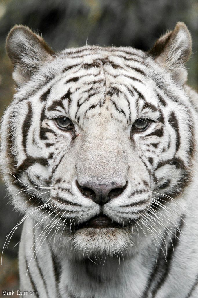 Rare white tiger diagnosed with cancer dies at zoo | The Seattle Times