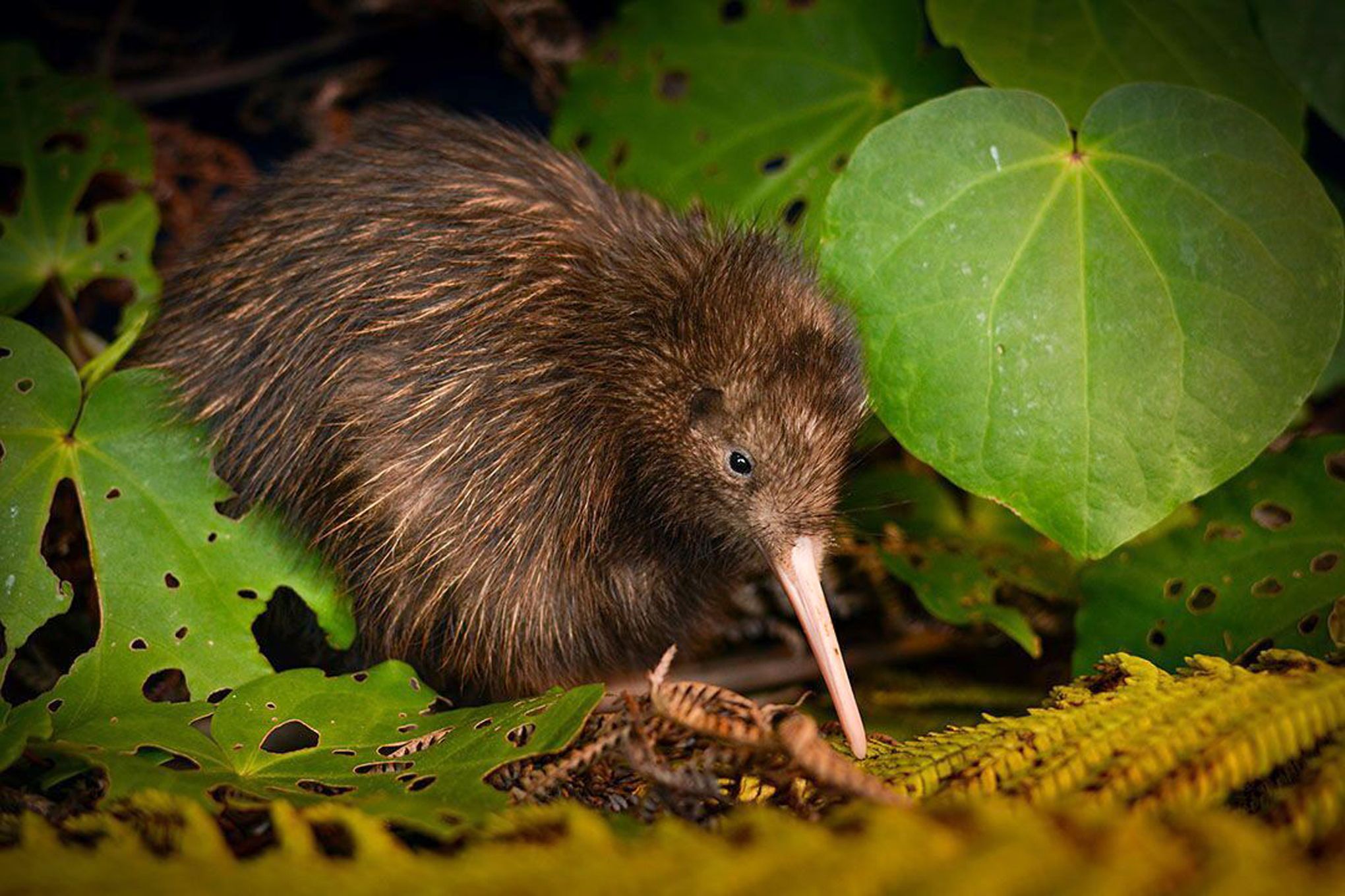 2 kiwi birds are rare bright spot in grim extinction report | The Seattle  Times