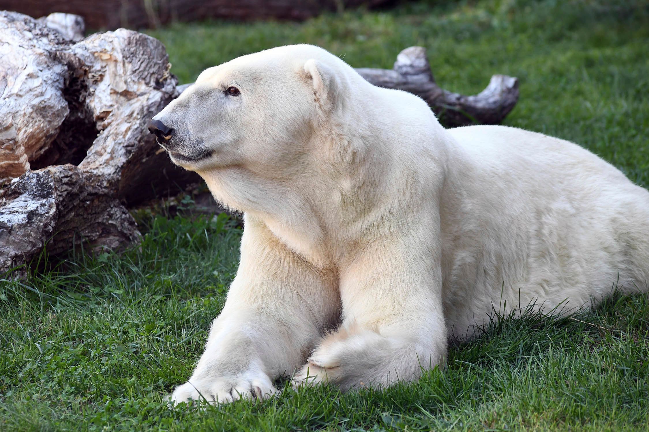 Oldest male polar bear at North American zoo euthanized | The