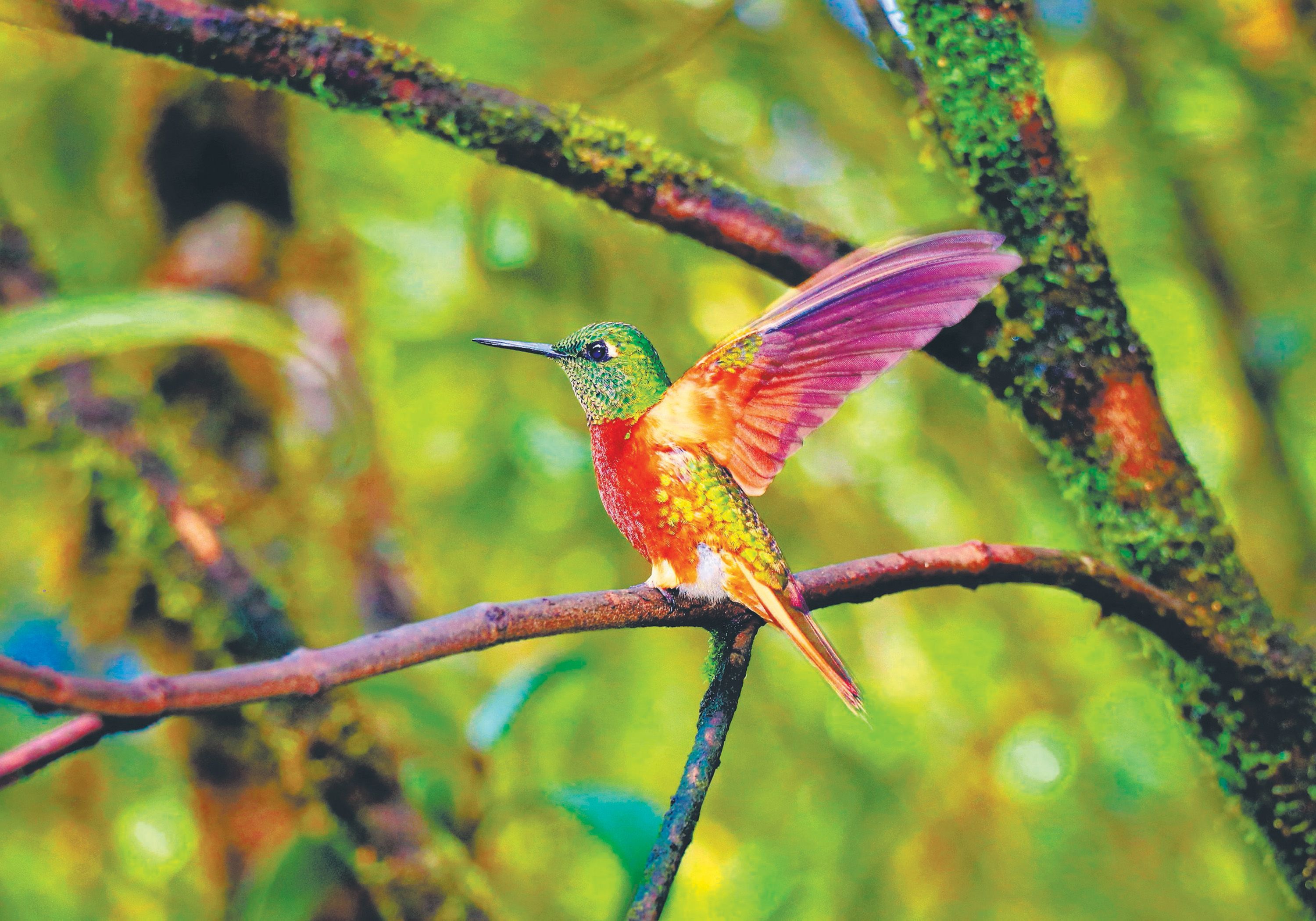 Bird-Watching in Portland | The Official Guide to Portland