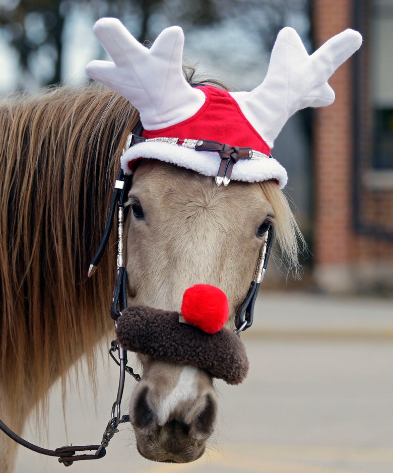 horses dressed for christmas This Cute Horse Dressed For Christmas       : r/cute