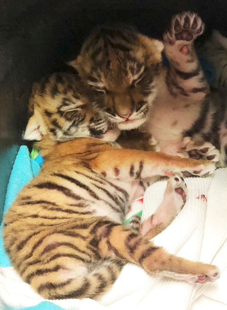 Rare tiger cubs born at Connecticut's Beardsley Zoo in Bridgeport