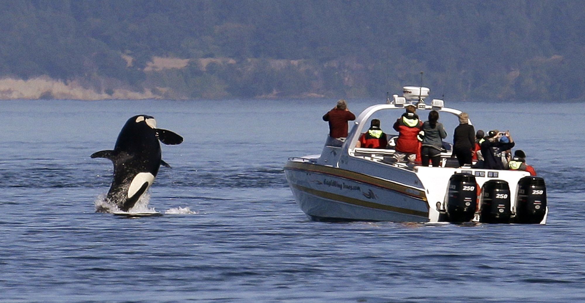 Unlimited numbers of whale watching boats causing wave of concern | Juneau  Empire