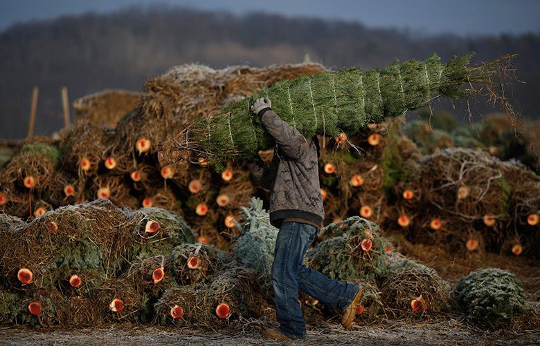 A worker carries a freshly harvested Douglas Fir tree to a truck. Photographer: Luke Sharrett/Bloomberg