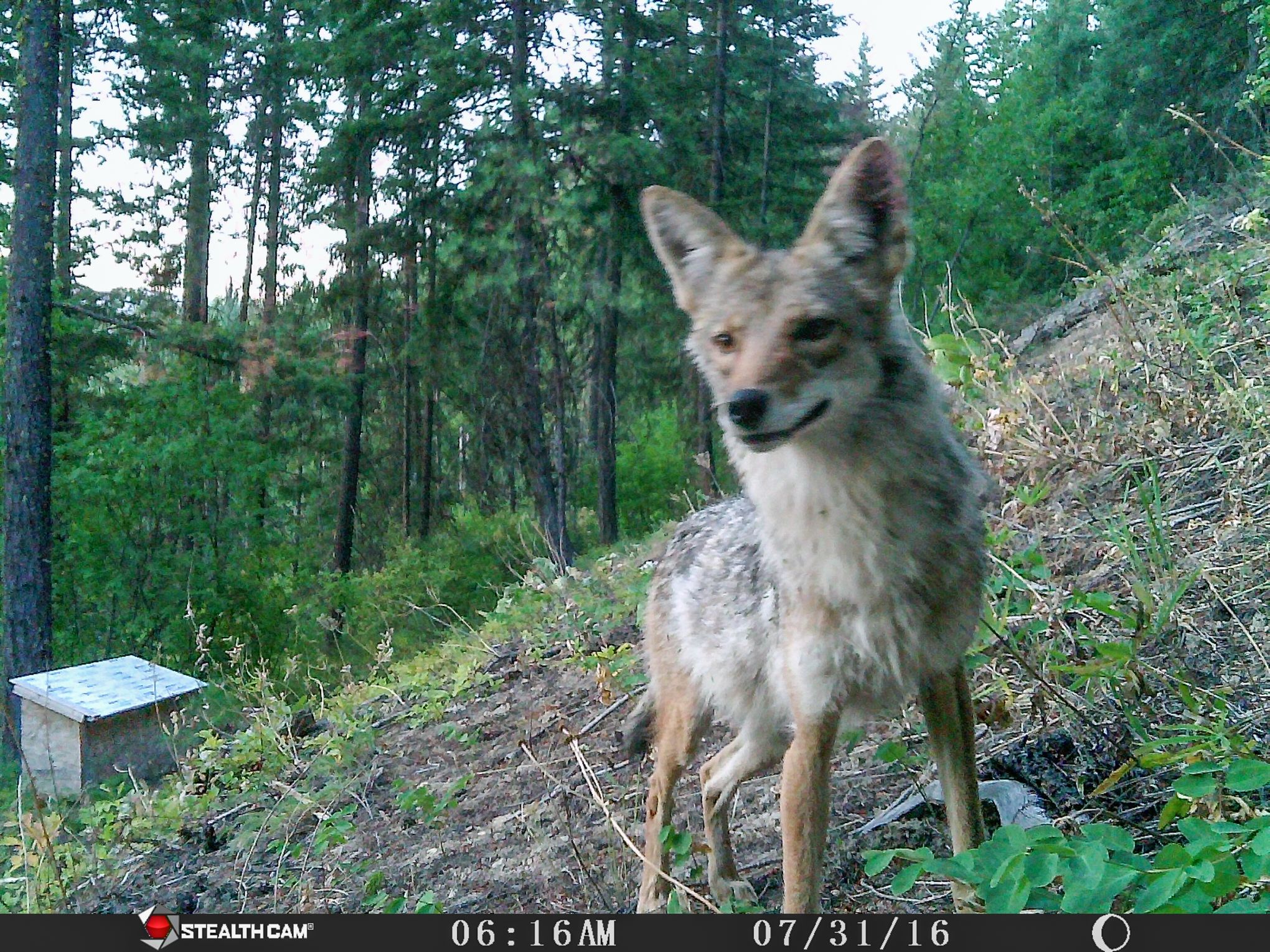 CANINE CURIOSITY ( Coyote , Fox, Bobcat lure ) – Winter Wildlife