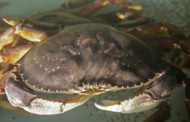 An imported Dungeness crab from Washington state is seen in a tank at Fisherman’s Wharf, Tuesday, Dec. 22, 2015, in San Francisco. California’s Dungeness crab season will not open in time for Christmas. The latest tests of crab from Crescent City to Monterey this month show levels of domoic acid, a neurotoxin produced by microscopic algae, have not dropped below federal safety limits in most fishing grounds on the North and Central coasts. Out-of-state crab is available, but supplies are limited, and prices are high, in some cases, twice the usual amount. (AP Photo/Eric Risberg) FX105