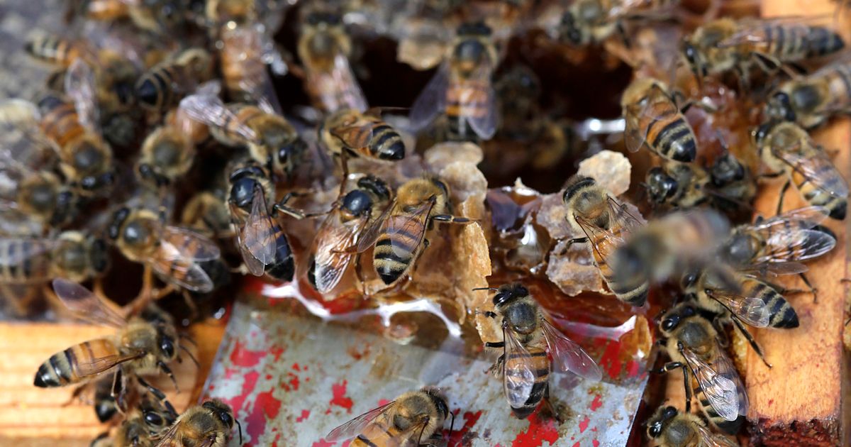 How woman crafts honey from the hives of local bees | The Seattle Times