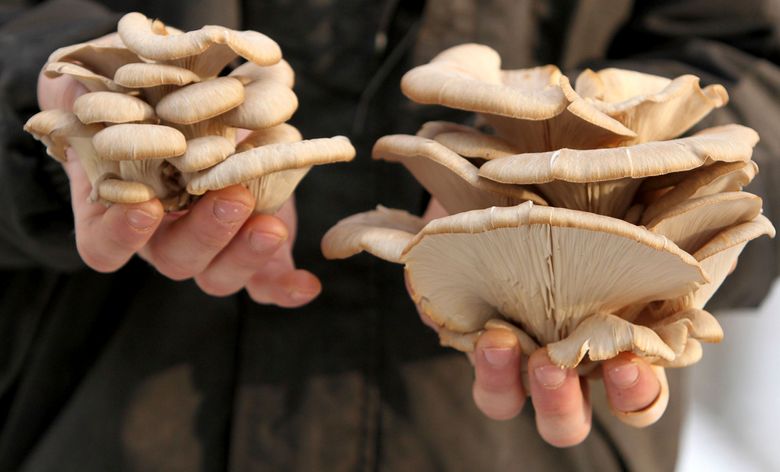Big Mushroom Double Mushroom Wood Chip Mushroom Fake Mushrooms