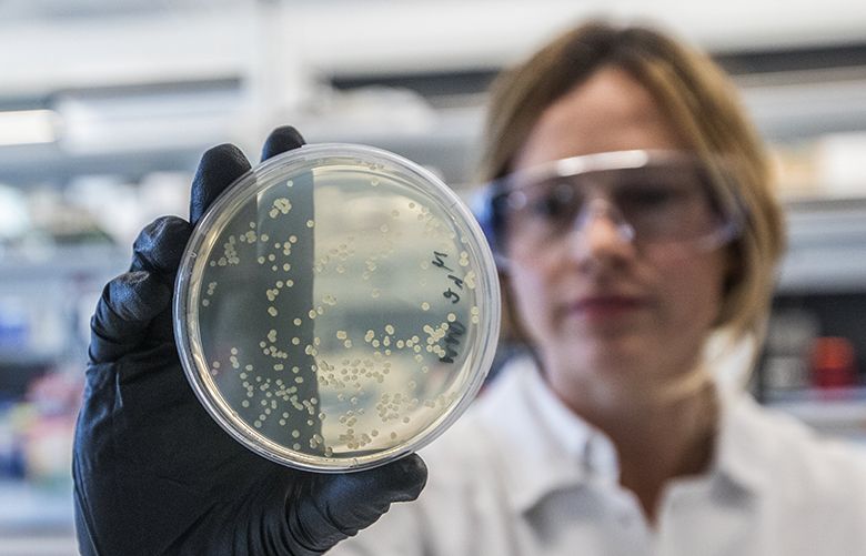 Wed. Sept. 13, 2017. Associate scientist Alexandra Croft holds a bacteria culture of DNA plasmid copy for her research at Juno Therapeutics.