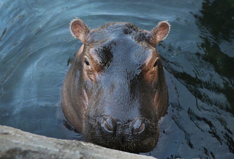 fiona the hippo merch