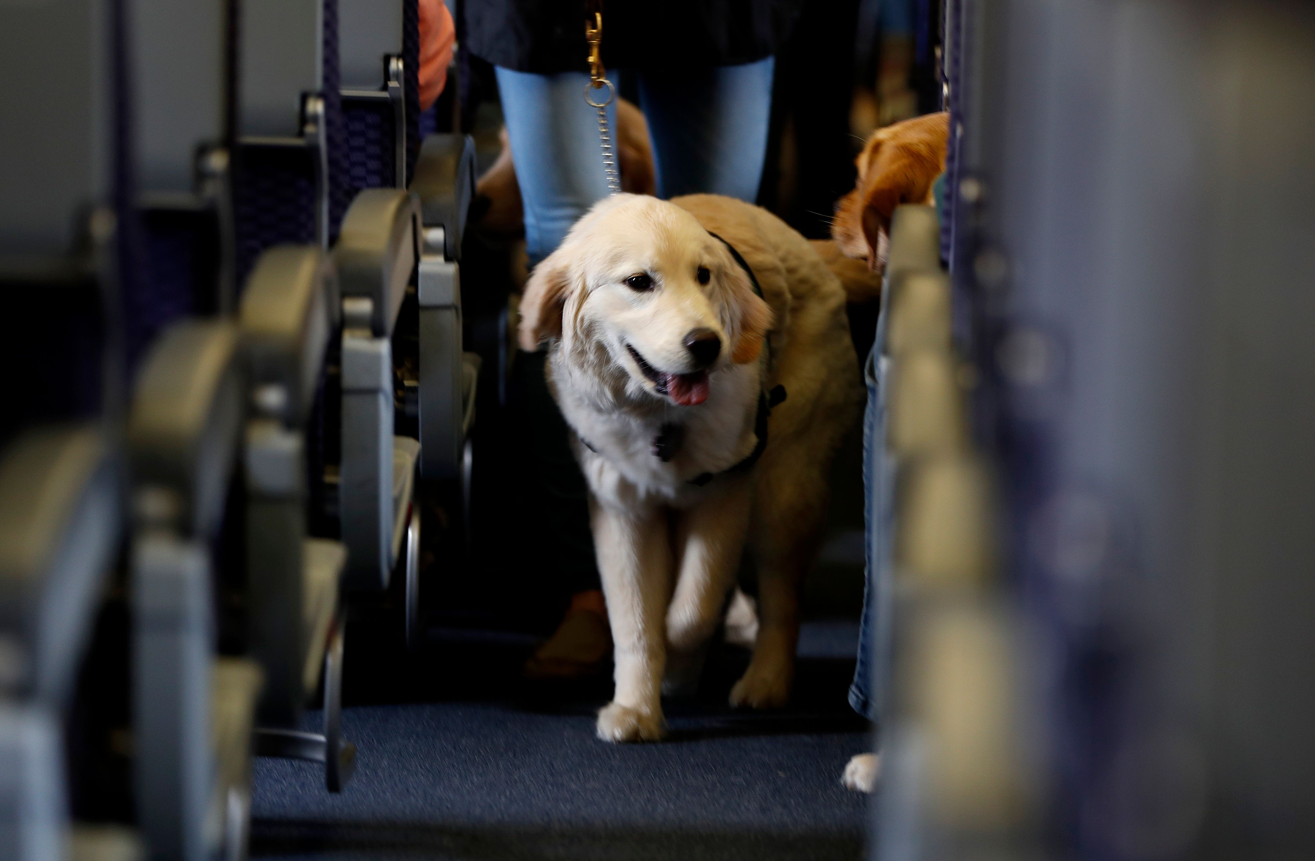 United airlines store flying with dogs