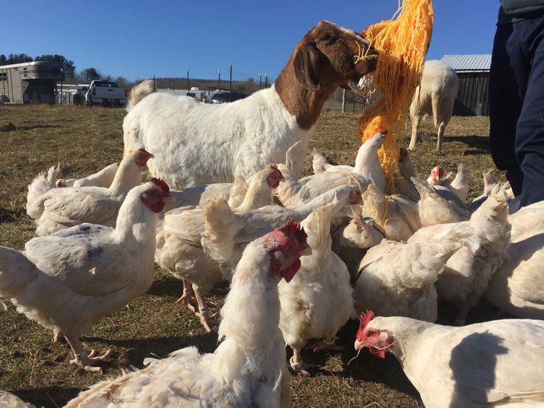 Sanctuary for neglected and abused farm animals to move | The Seattle Times Sanctuary for neglected and abused farm animals to move | The Seattle Times