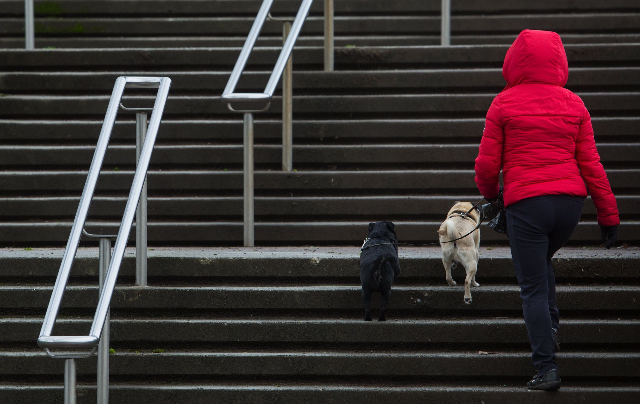 Do Indoor Dogs Live Longer
