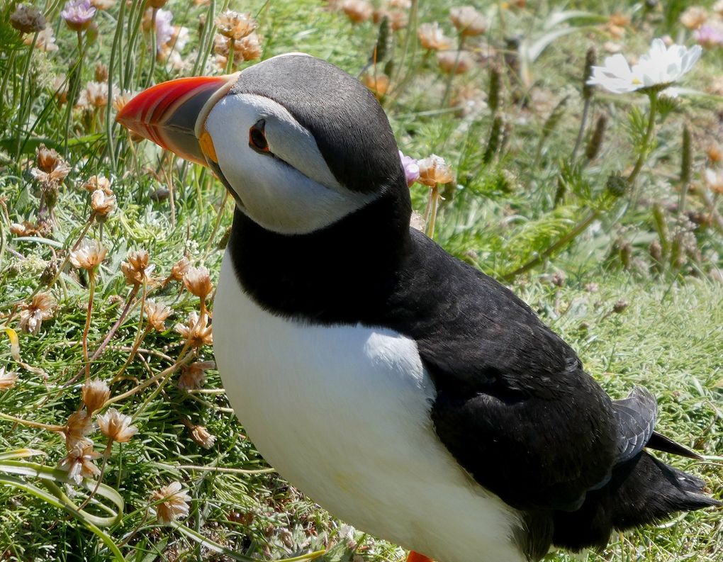 Seabirds abound on the Shetland Islands, in the North Sea. This puffin, at a bird sanctuary, wasn’t afraid to get close to passing tourists. (Sarah Bryan Miller/TNS)