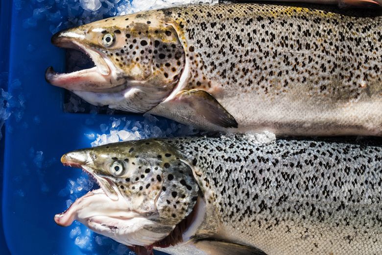 Atlantic Salmon Net Pens Don't Belong in Puget Sound - Patagonia