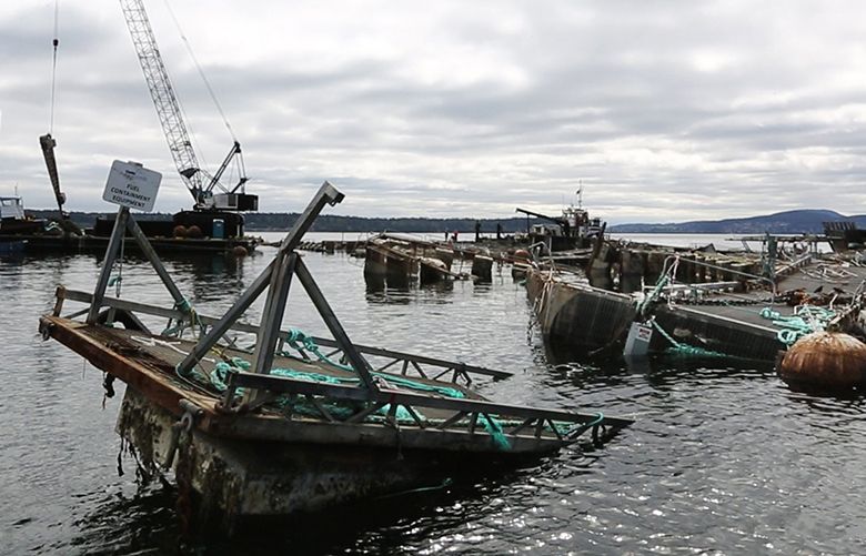 Shockingly huge' steelhead salmon escape fish farm, threatening