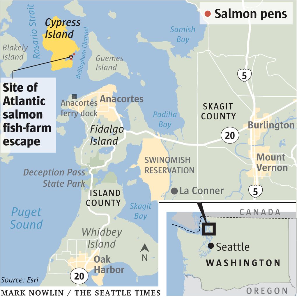 Washington state cancels lease for Cooke Aquaculture Atlantic salmon farm  near Cypress Island | The Seattle Times