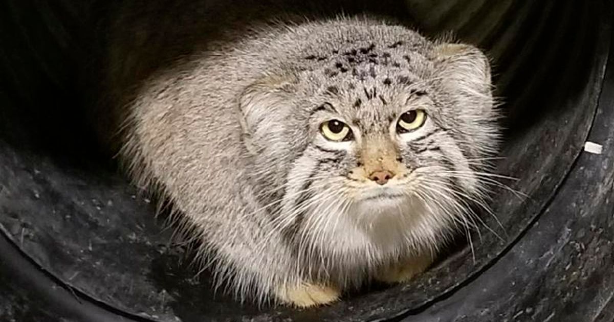 Salt Lake City zoo staff searches for missing mountain cat | The ...