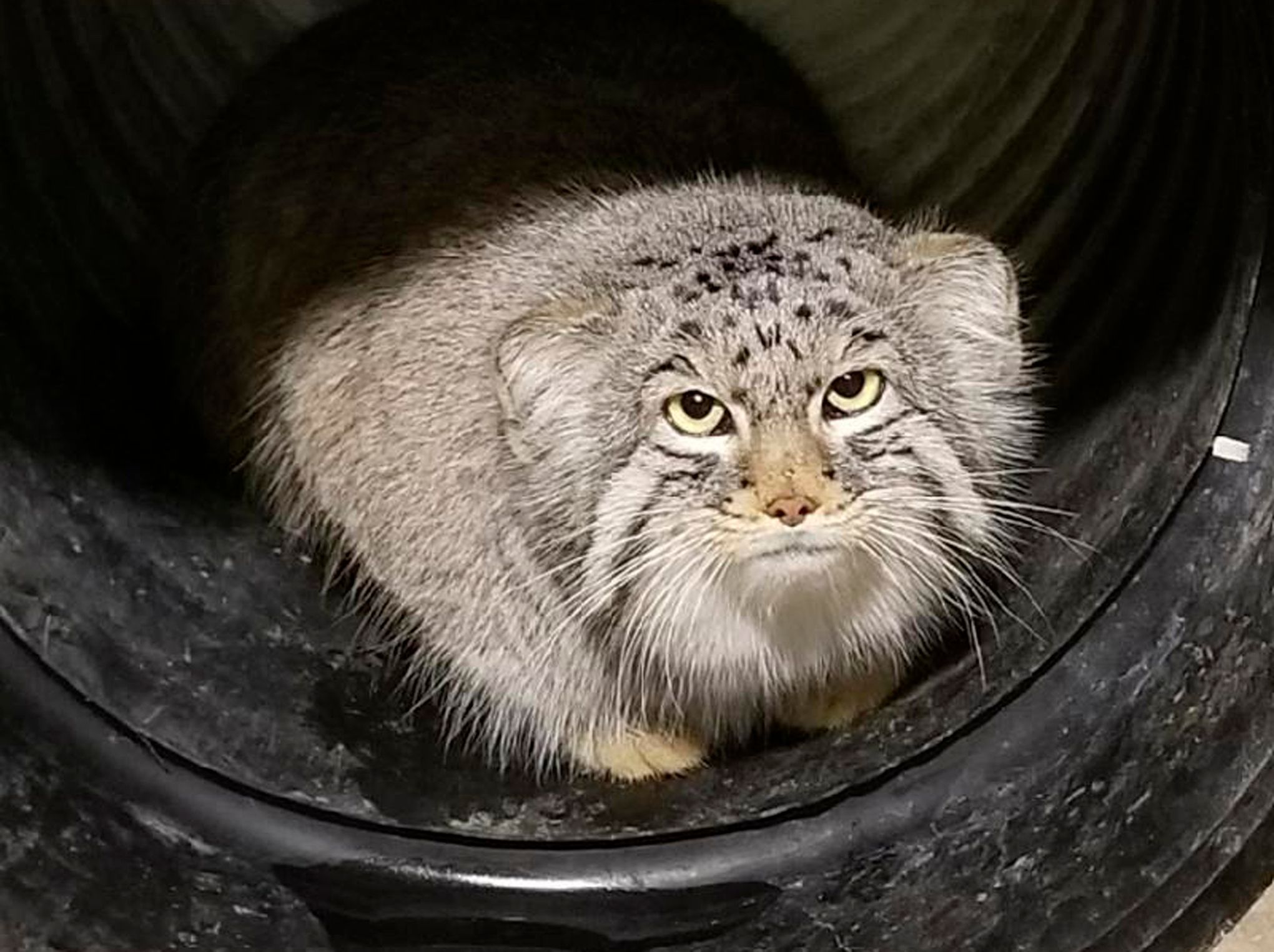 Salt Lake City zoo staff searches for missing mountain cat