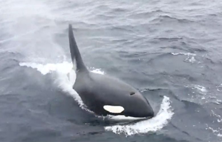 ‘Hello!’ Listen as orca in France imitates human speech | The Seattle Times