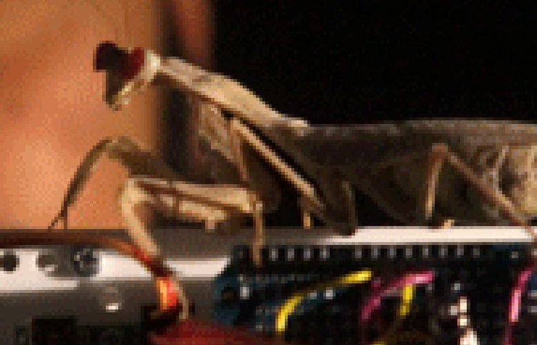 Lead author Vivek Nityananda holds a praying mantis atop a mantis-inspired robot arm. (Newcastle University, England) 1223330 1223330